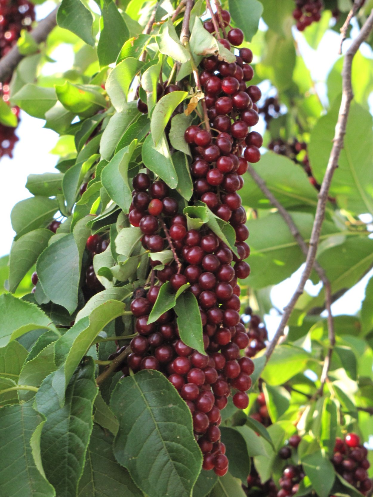 Черемуха красная виргинская