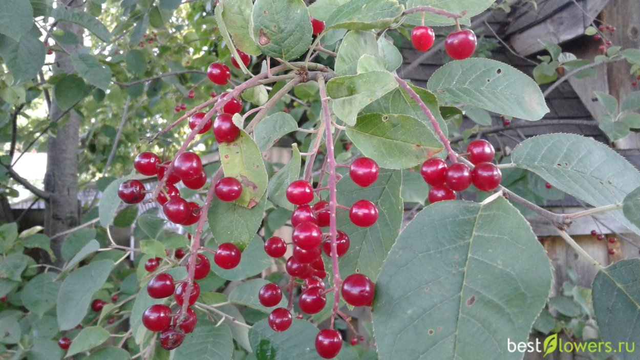 Черемуха виргинская (Padus virginiana)