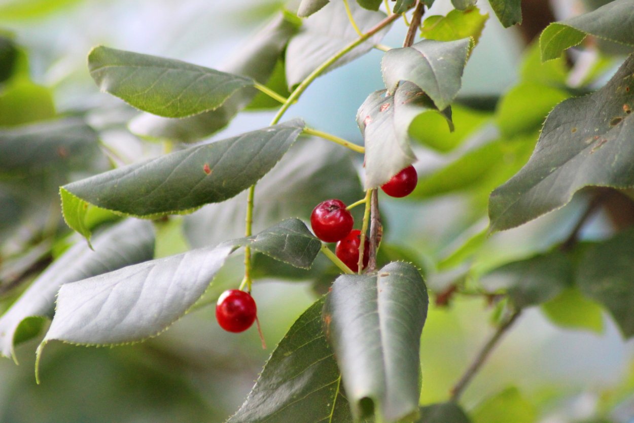 Черемуха виргинская Prunus virginiana