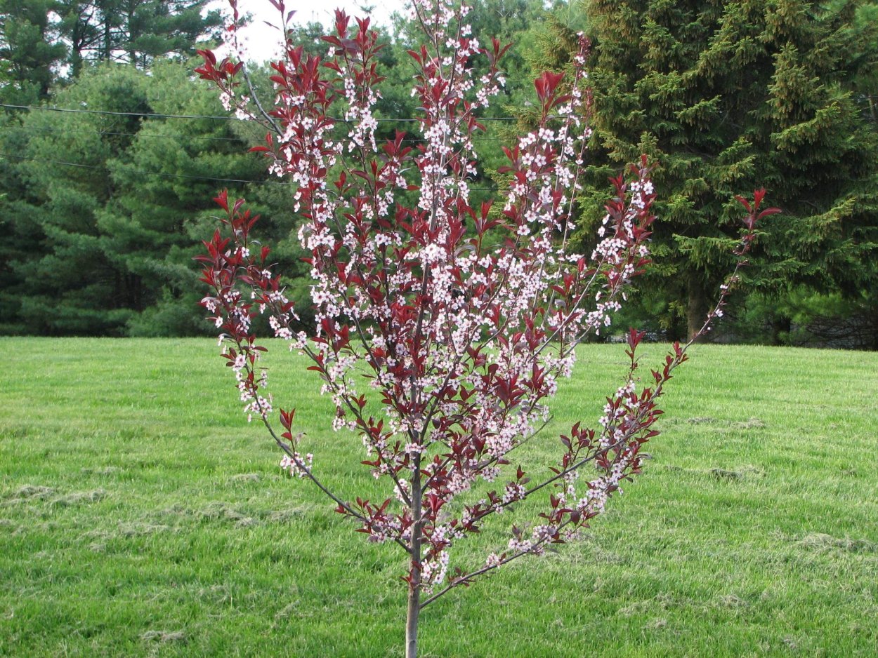 Клен остролистный Роял ред