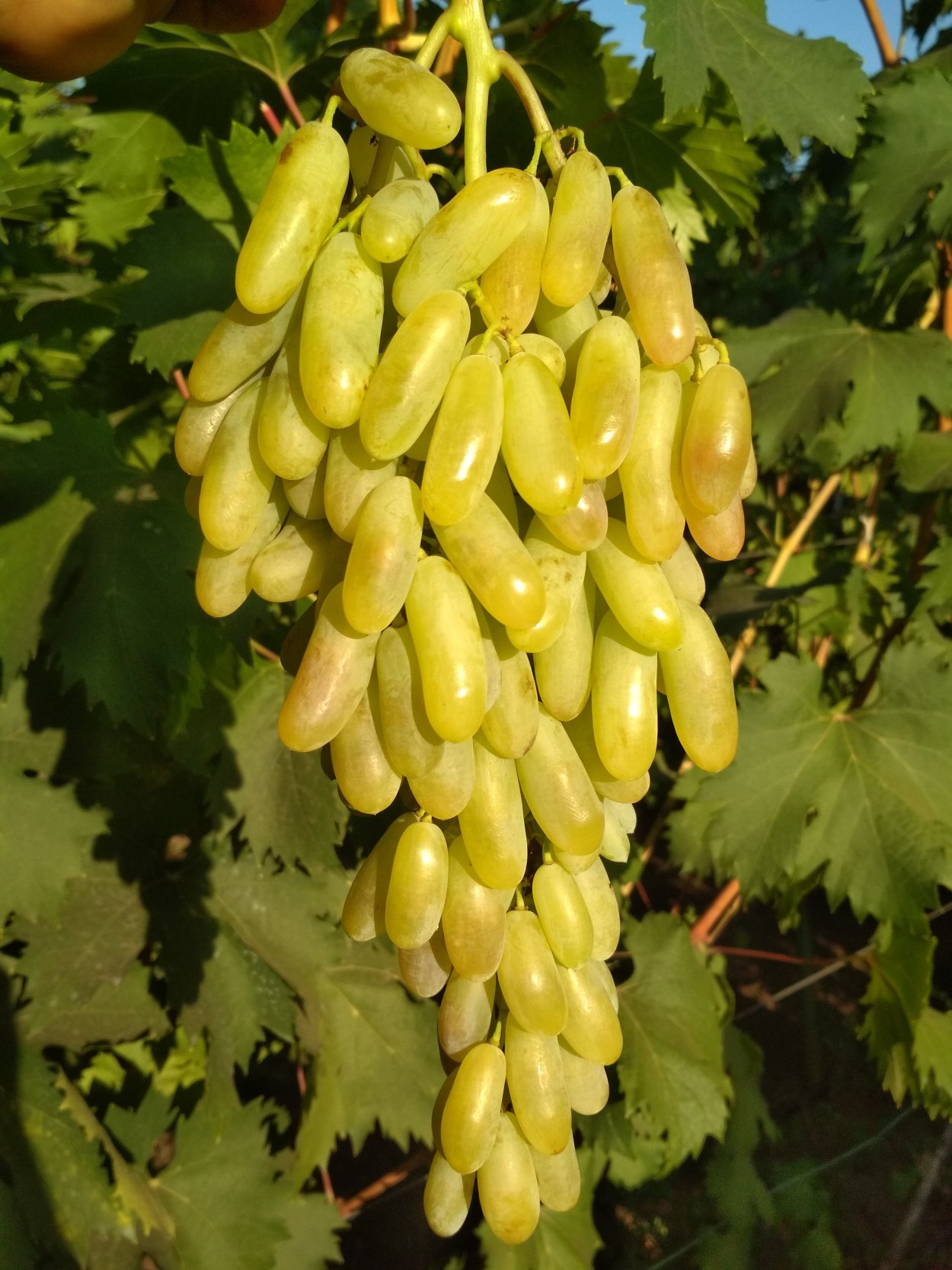 Виноград дамские пальчики Хусайне