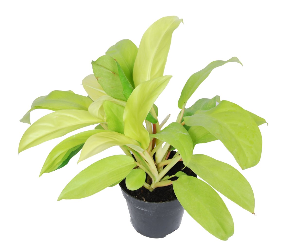 Филодендрон Голден дракон