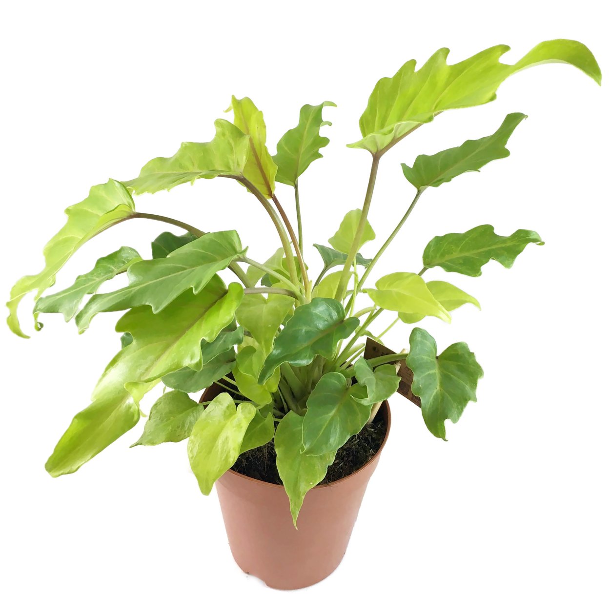 Филодендрон Ксанаду