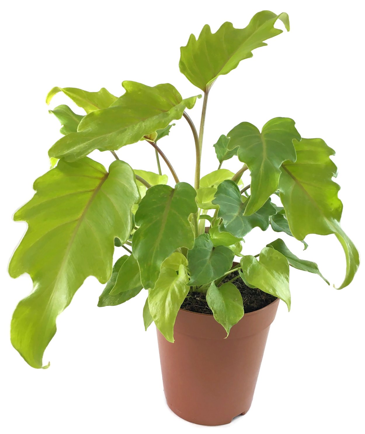 Филодендрон Ксанаду