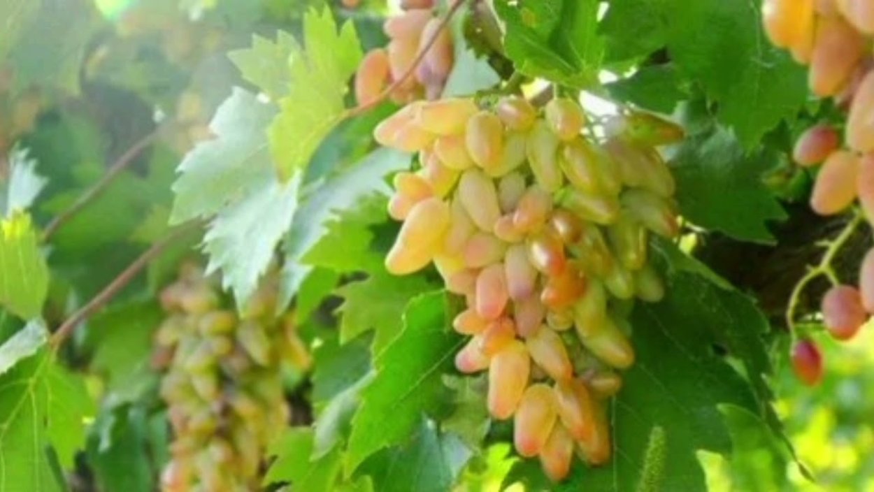 Сорт винограда Хусайне