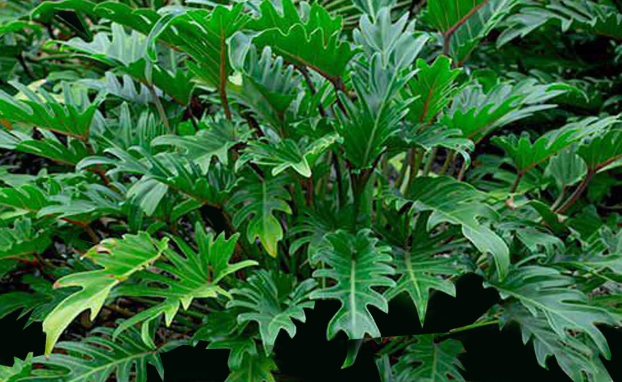 Филодендрон т27