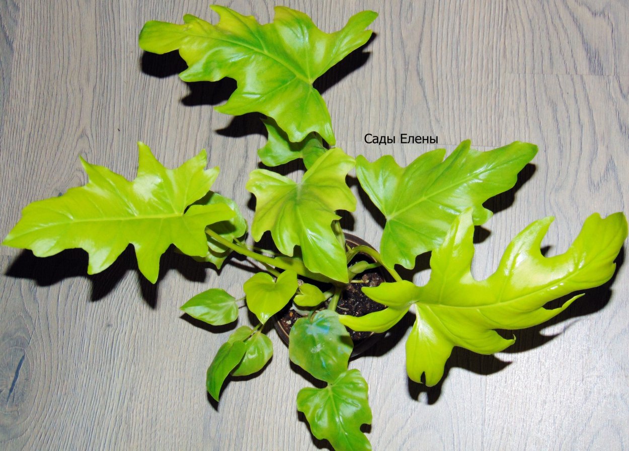 Серебряные листья вытянутые похожи на Ксанаду