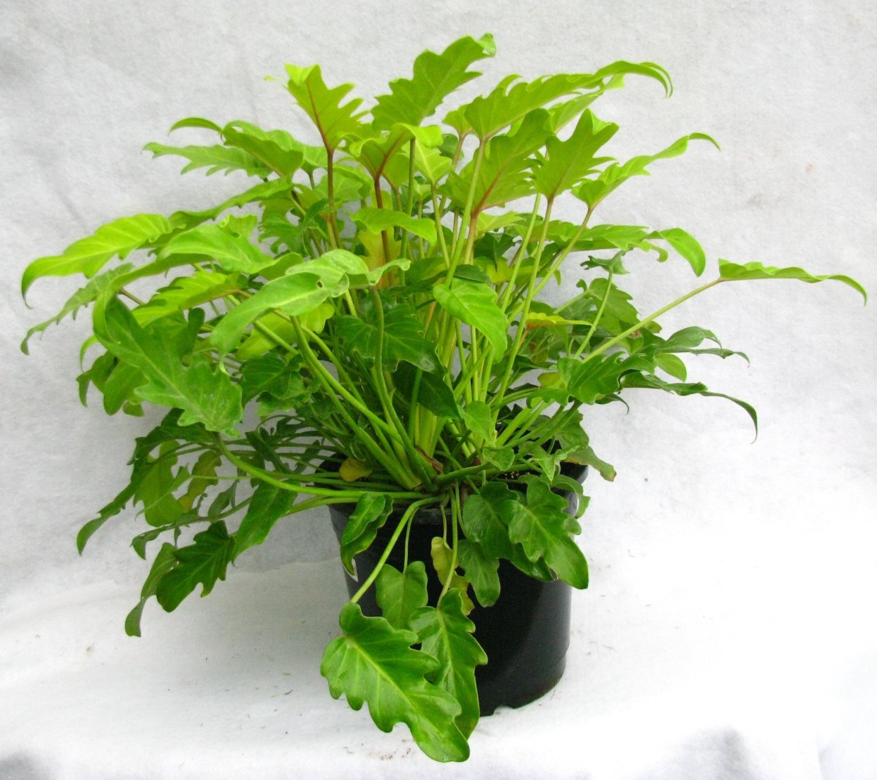 Филодендрон Голден Ксанаду