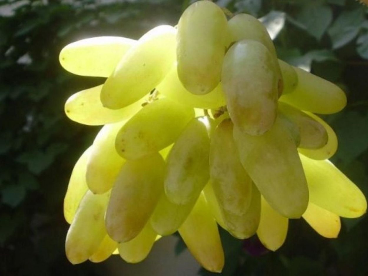 Дамские пальчики виноград без косточек