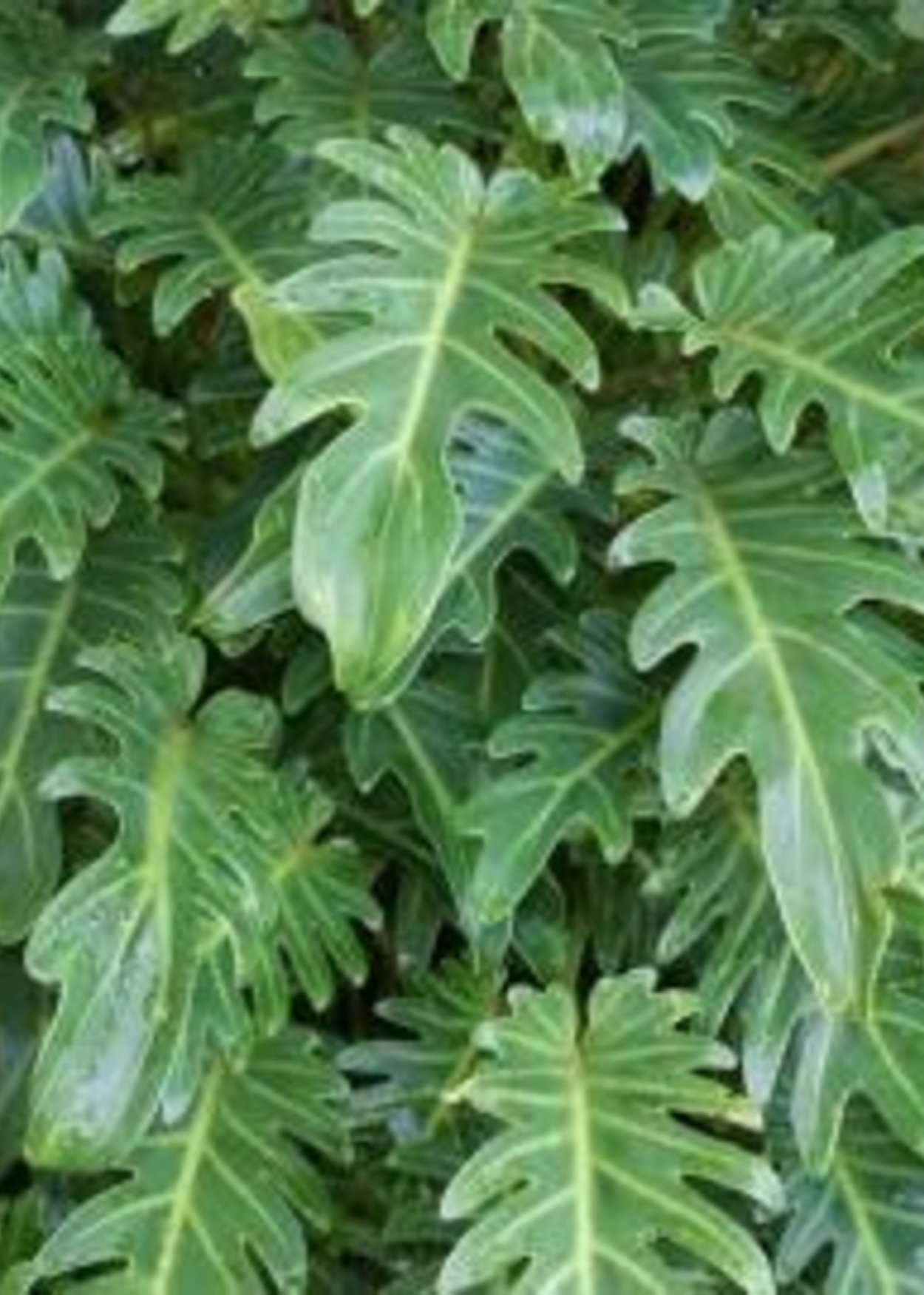 Филодендрон Ксанаду