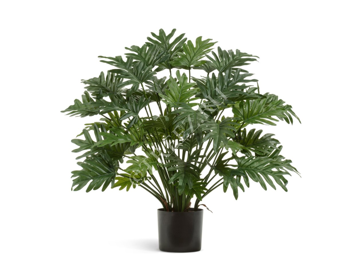 Филодендрон Malay Gold