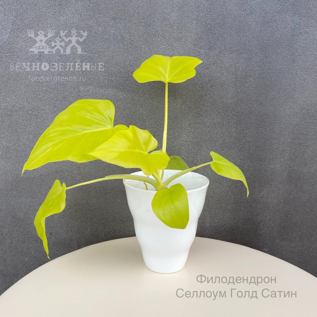 Филодендрон Gold Satin