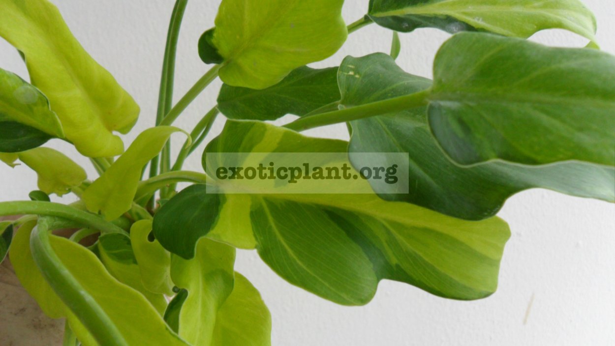 Thaumatophyllum Xanadu