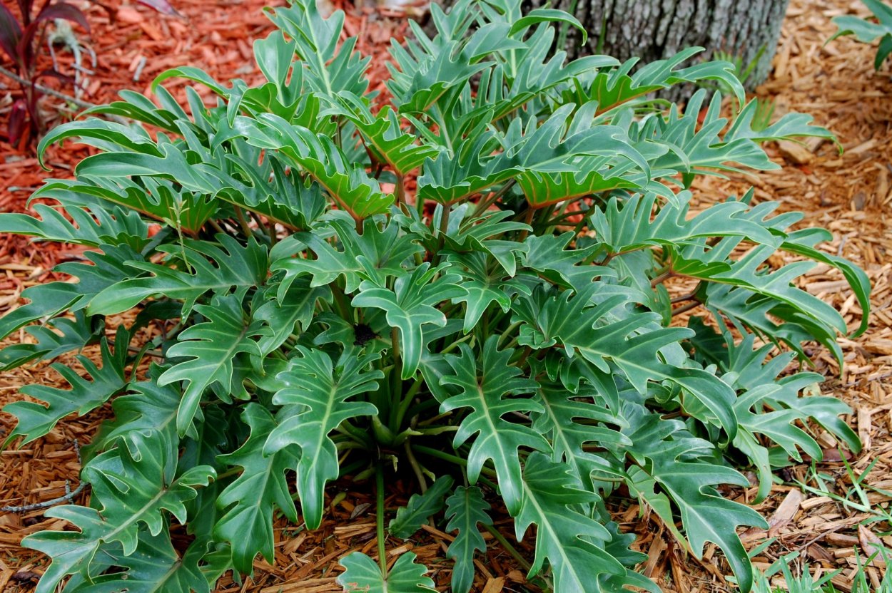 Филодендрон Голден драгон