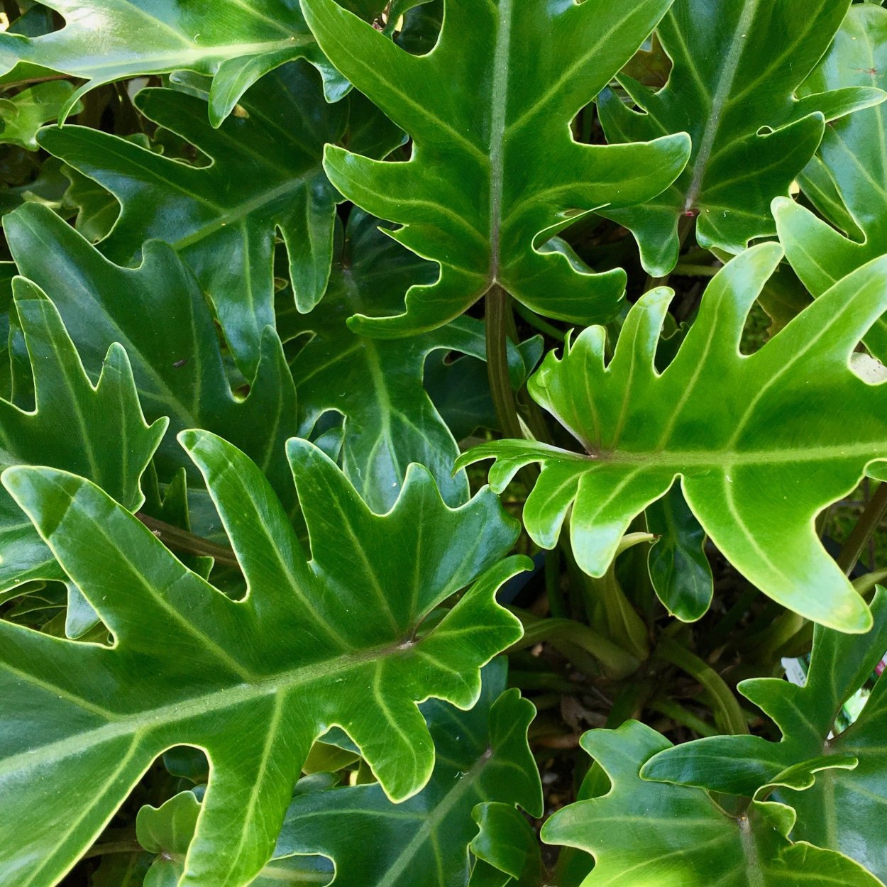 Филодендрон Ксанаду