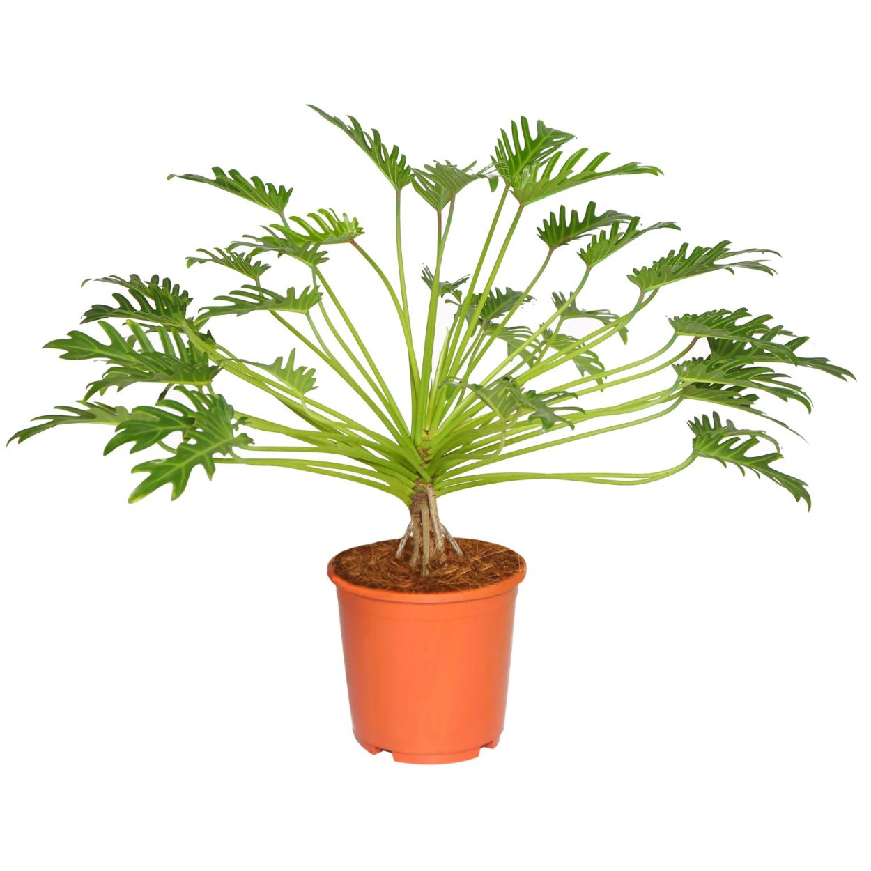 Филодендрон Xanadu