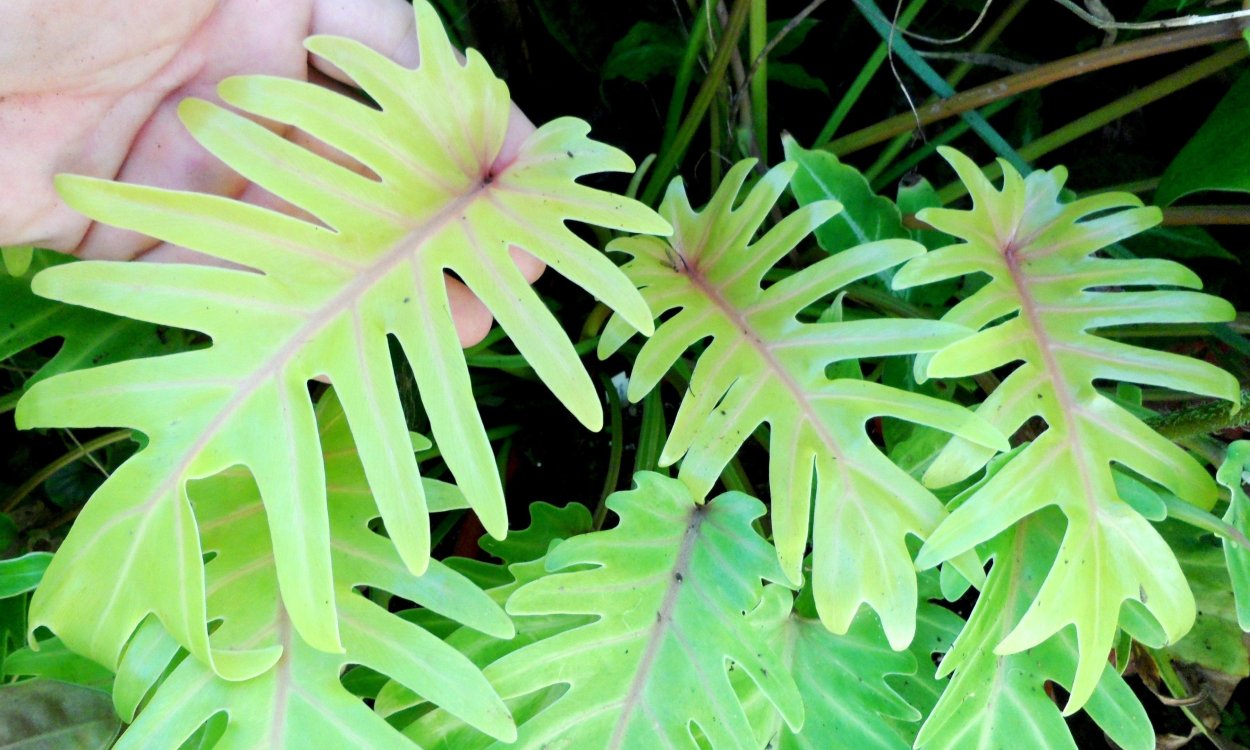 Филодендрон Xanadu Gold