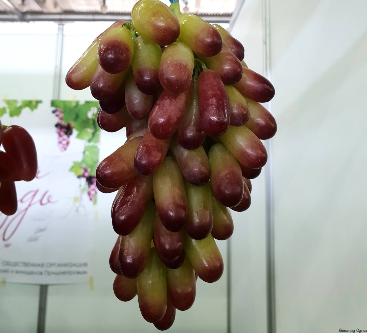 Виноград Дамский черный