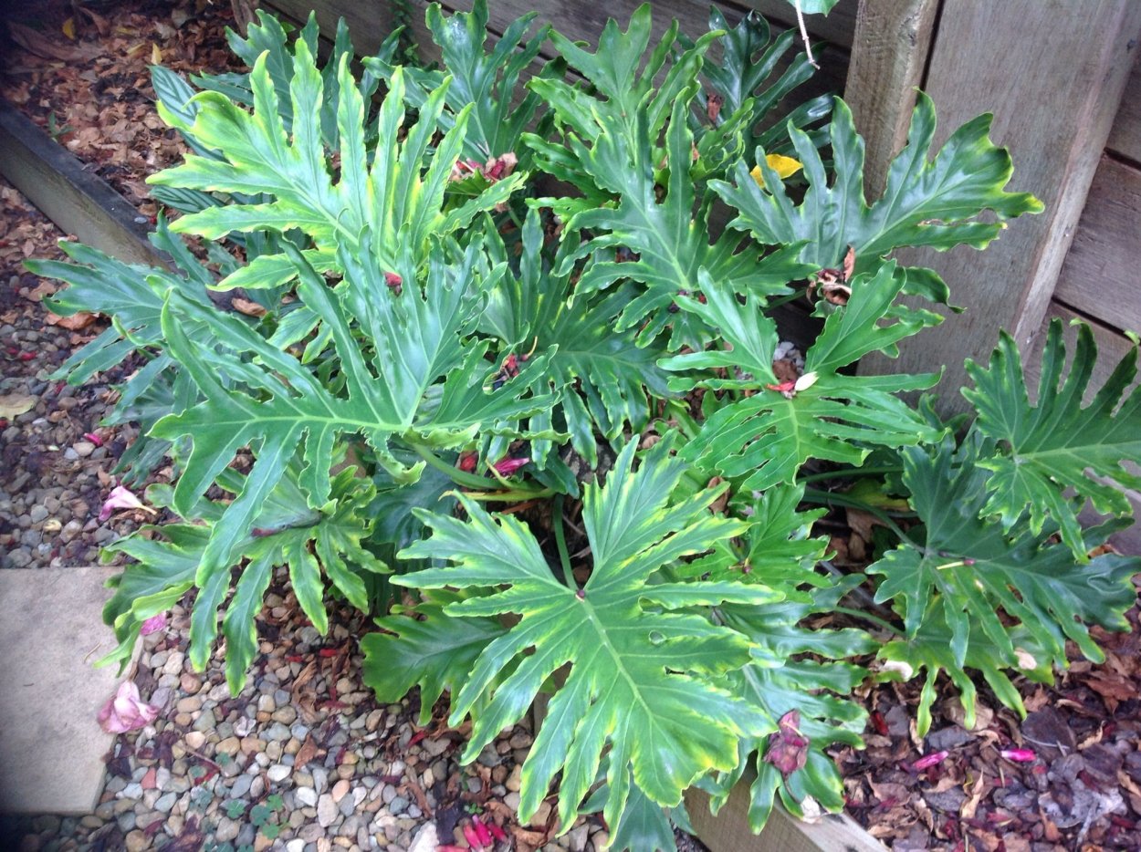 Филодендрон Голден селлум