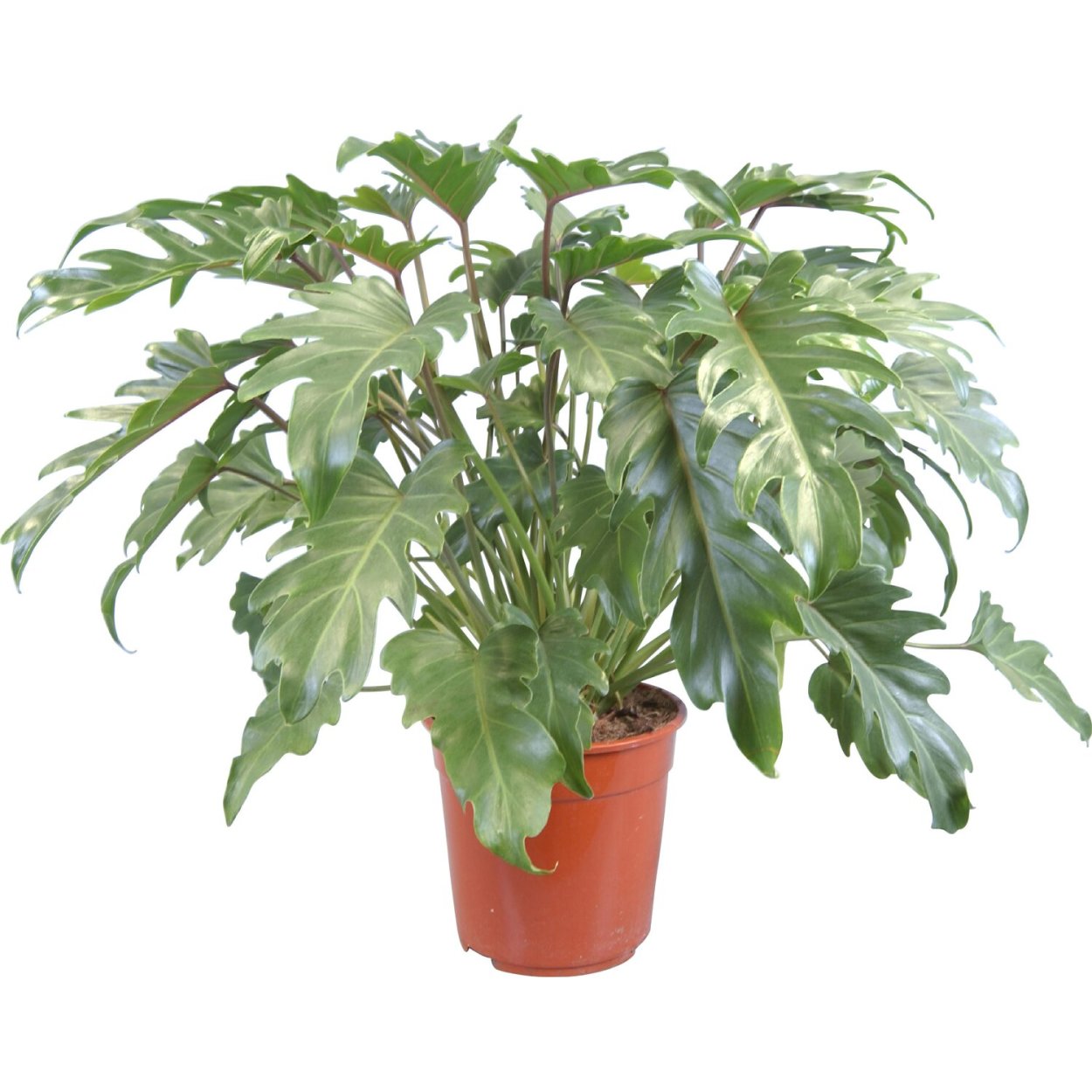 Филодендрон Голден Ксанаду