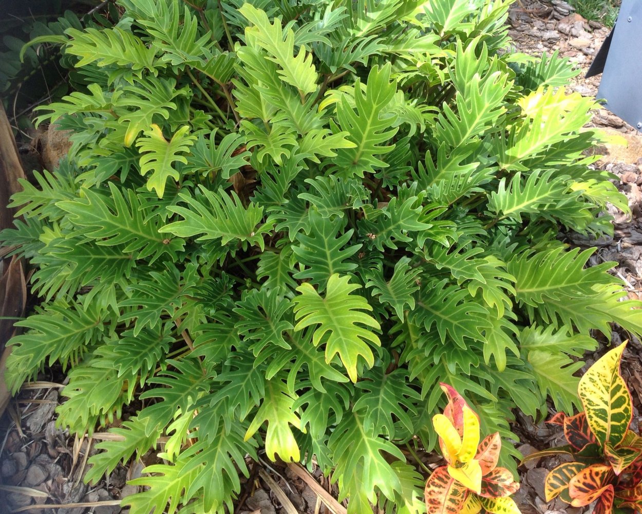 Филодендрон Xanadu Gold