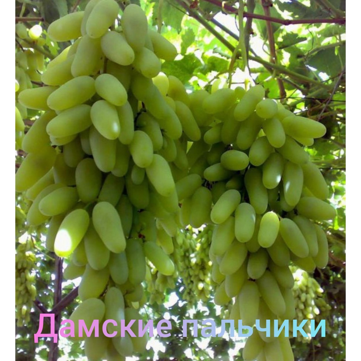 Дамский пальчик Хусайне