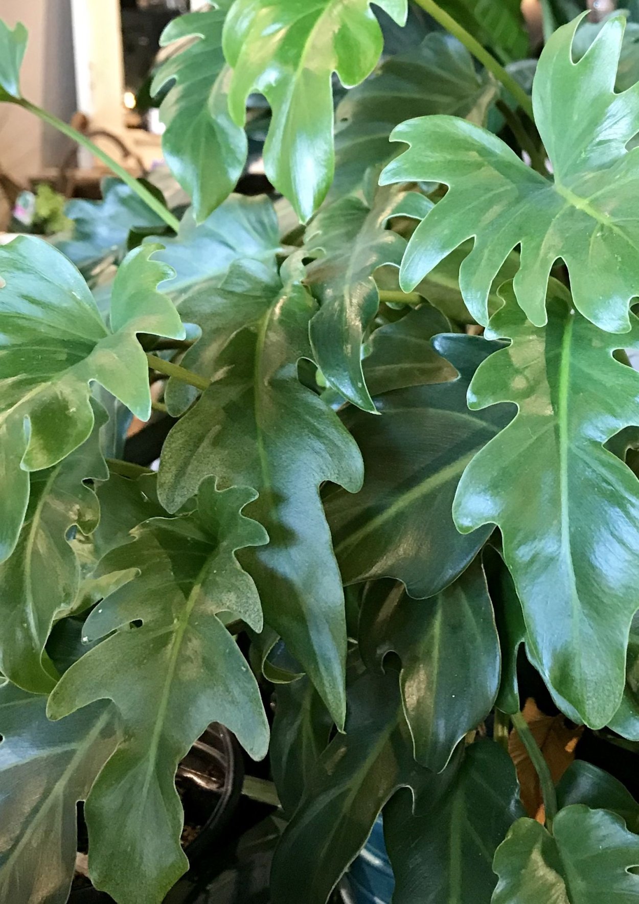 Филодендрон двоякоперистый