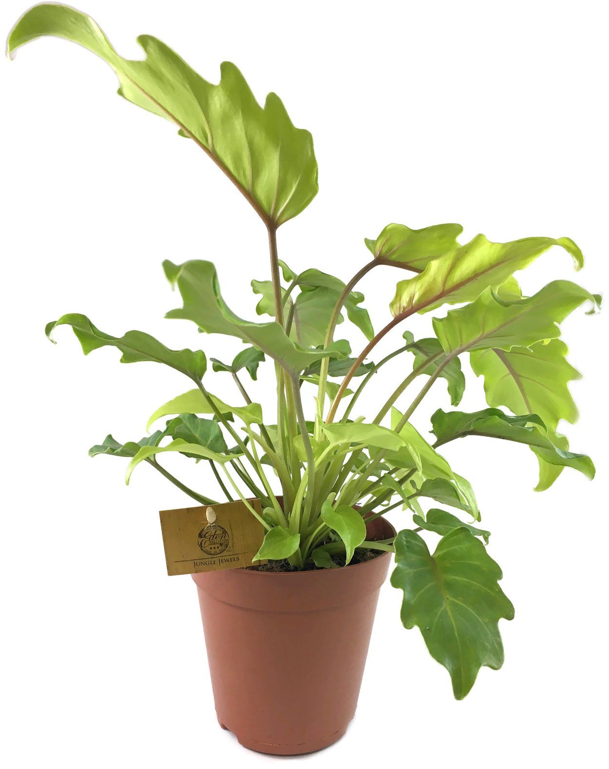 Филодендрон Ксанаду d31 h140