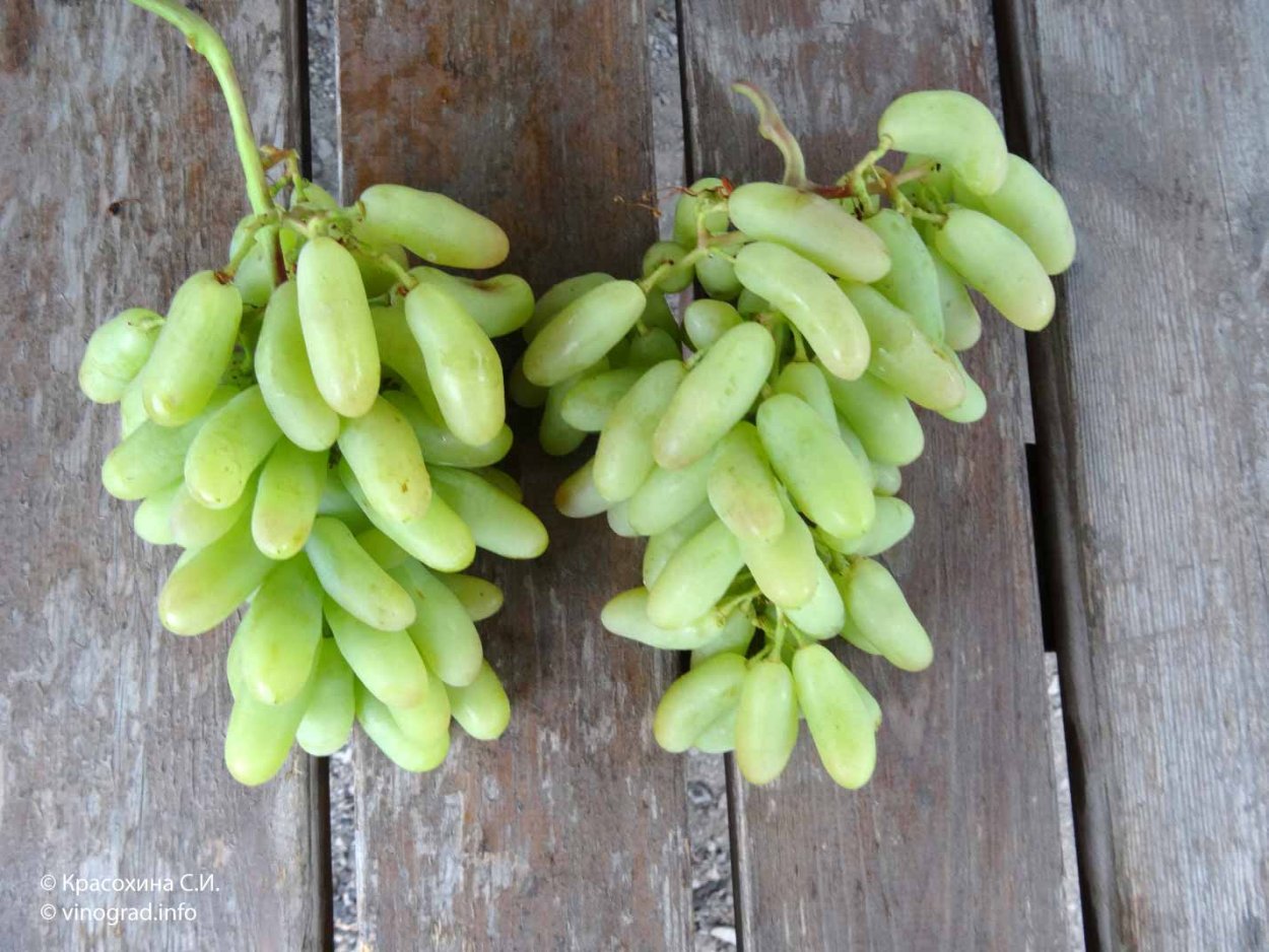 Виноград дамские пальчики черный