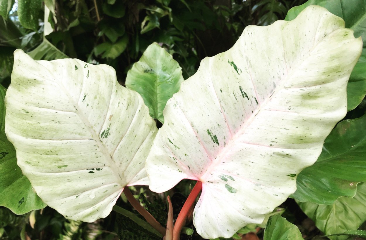 Филодендрон Селло, Ксанаду