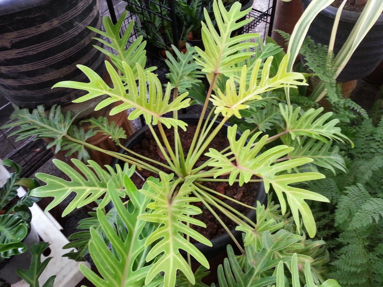 Филодендрон Селло вариегатный