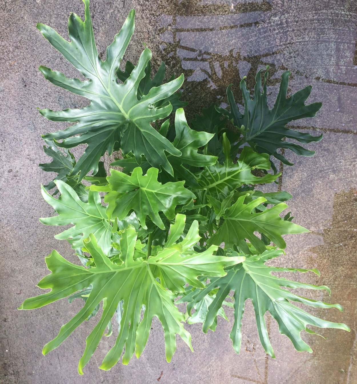 Филодендрон Xanadu