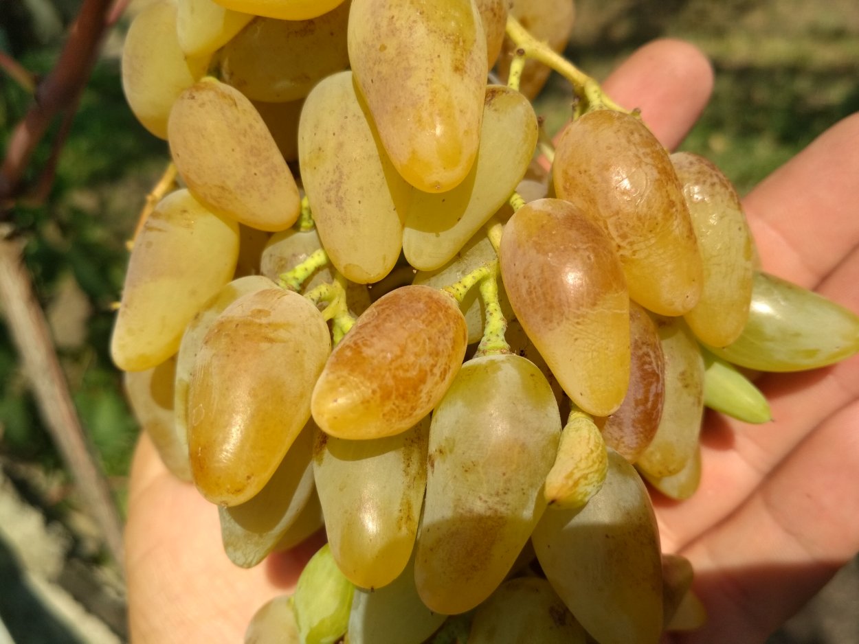 Виноград Голд фингер