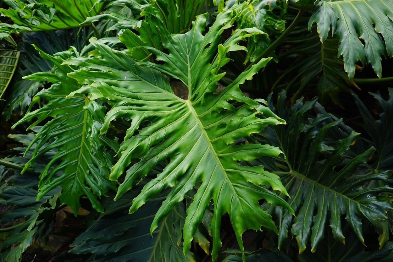 Philodendron 'Xanadu Gold' variegated