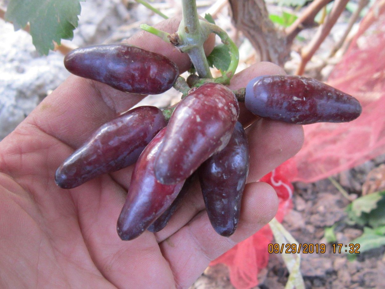 Виноград сорта памяти Дженеева