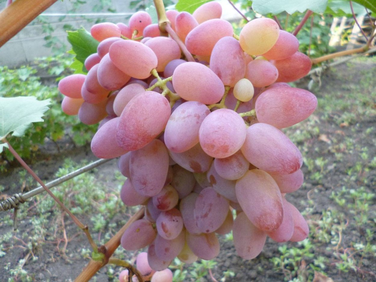 Сорт винограда Ведьмин коготь