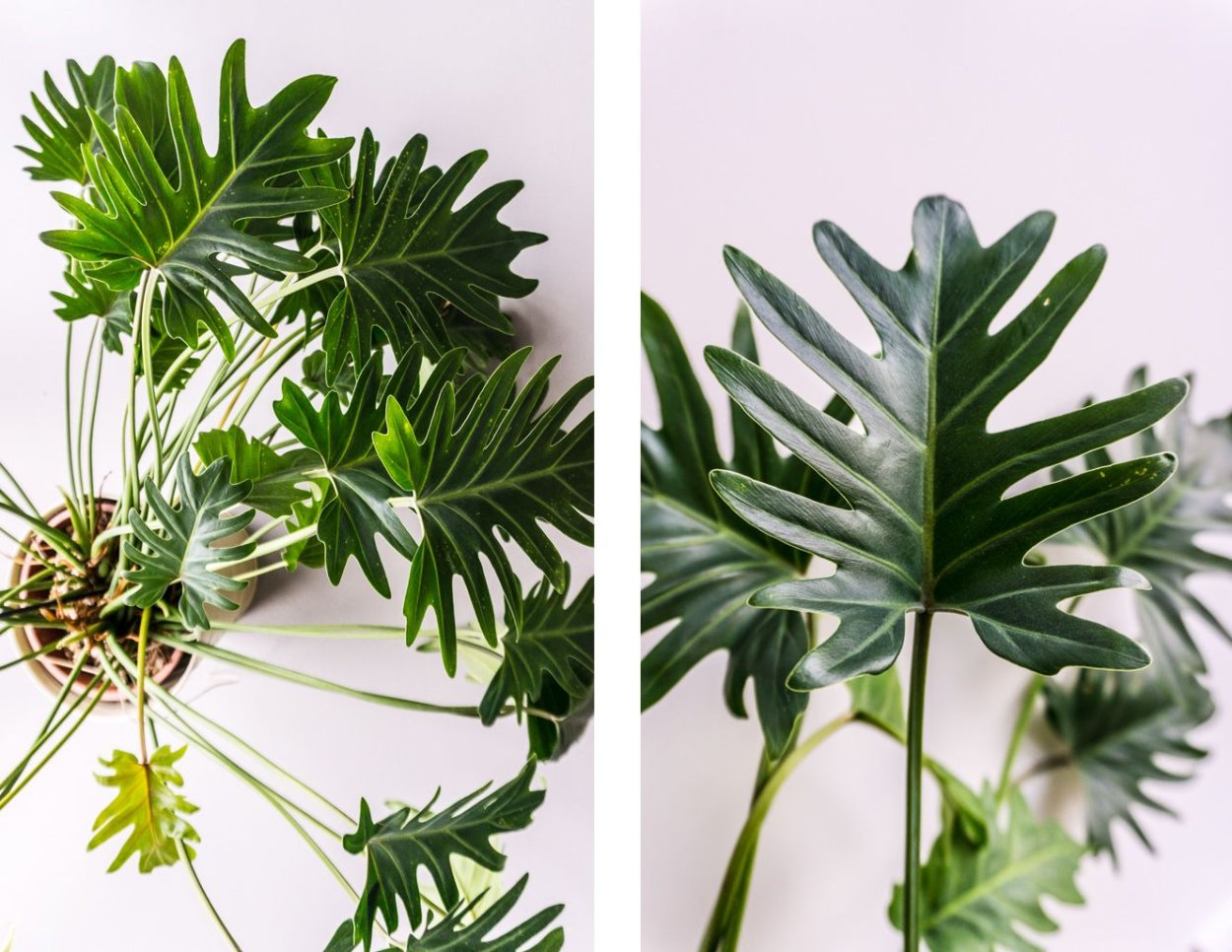 Листья Филодендрон Ксанаду