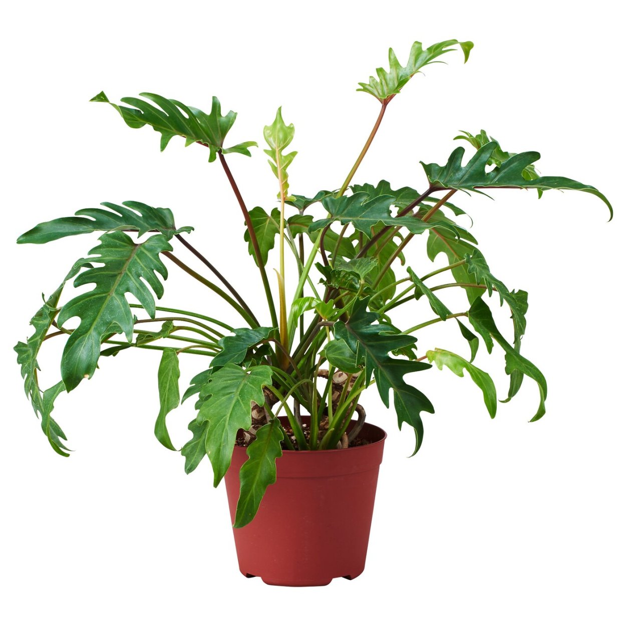 Филодендрон Ликети сплит