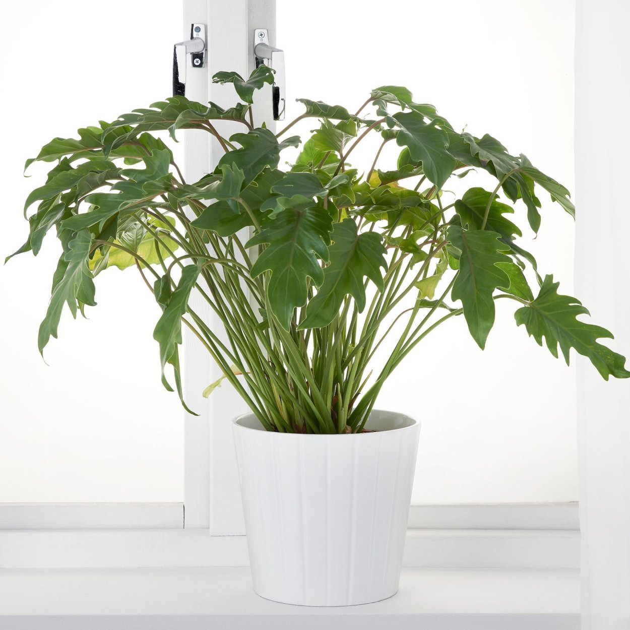 Филодендрон Ксанаду Голд