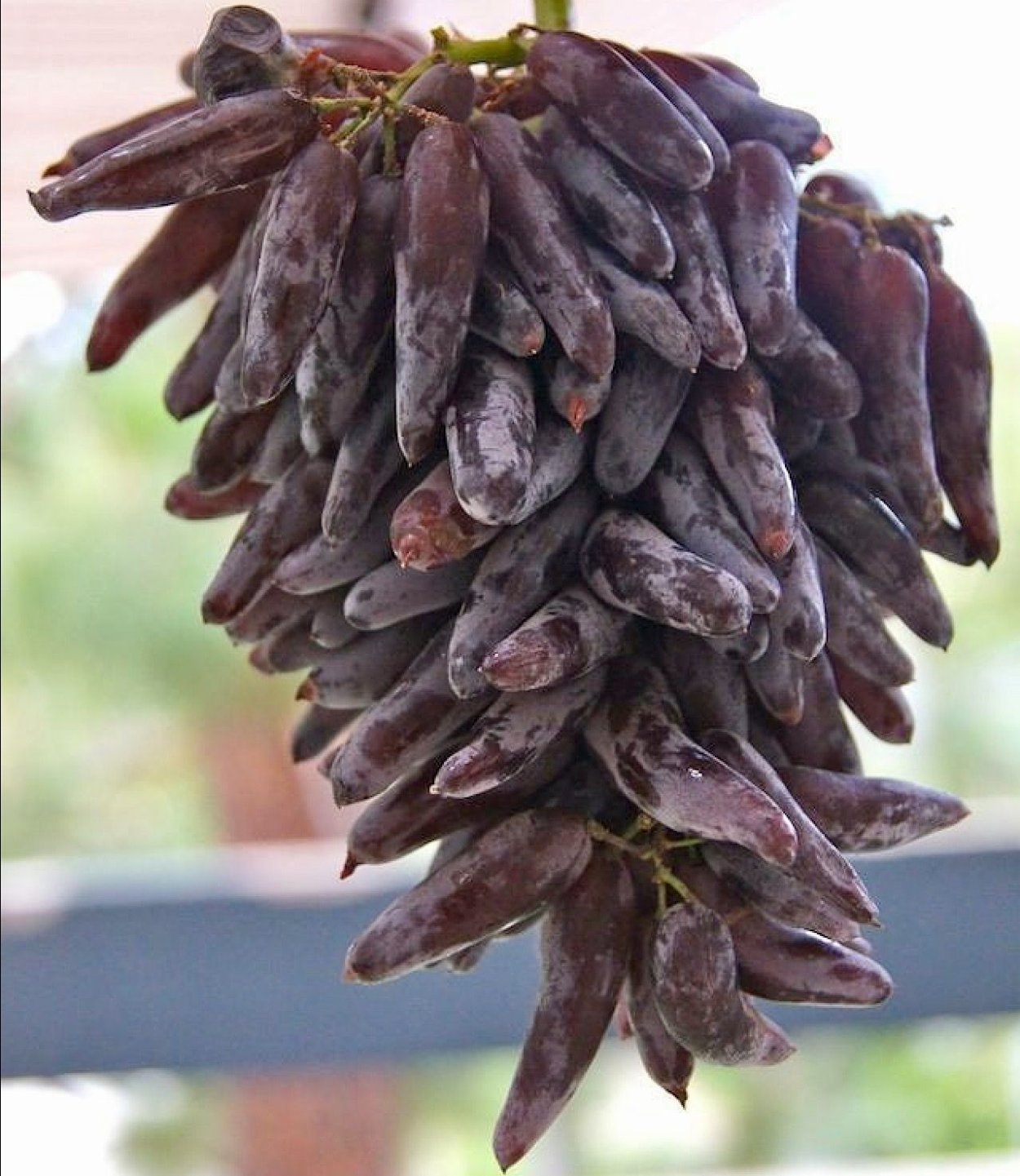 Виноград Датье де сен Валье