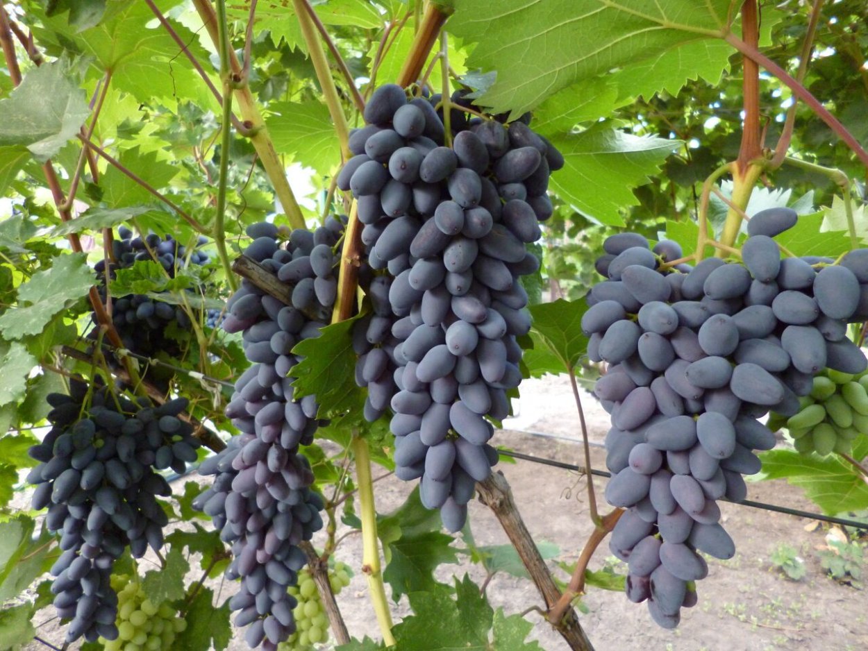 Виноград дамские пальчики листья