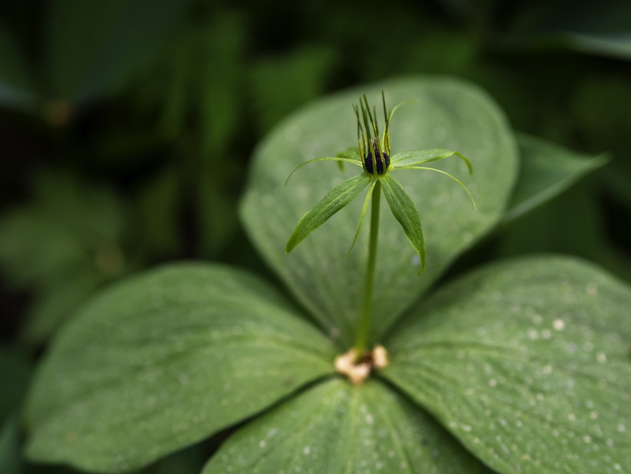 Марсепия четырехлмстная