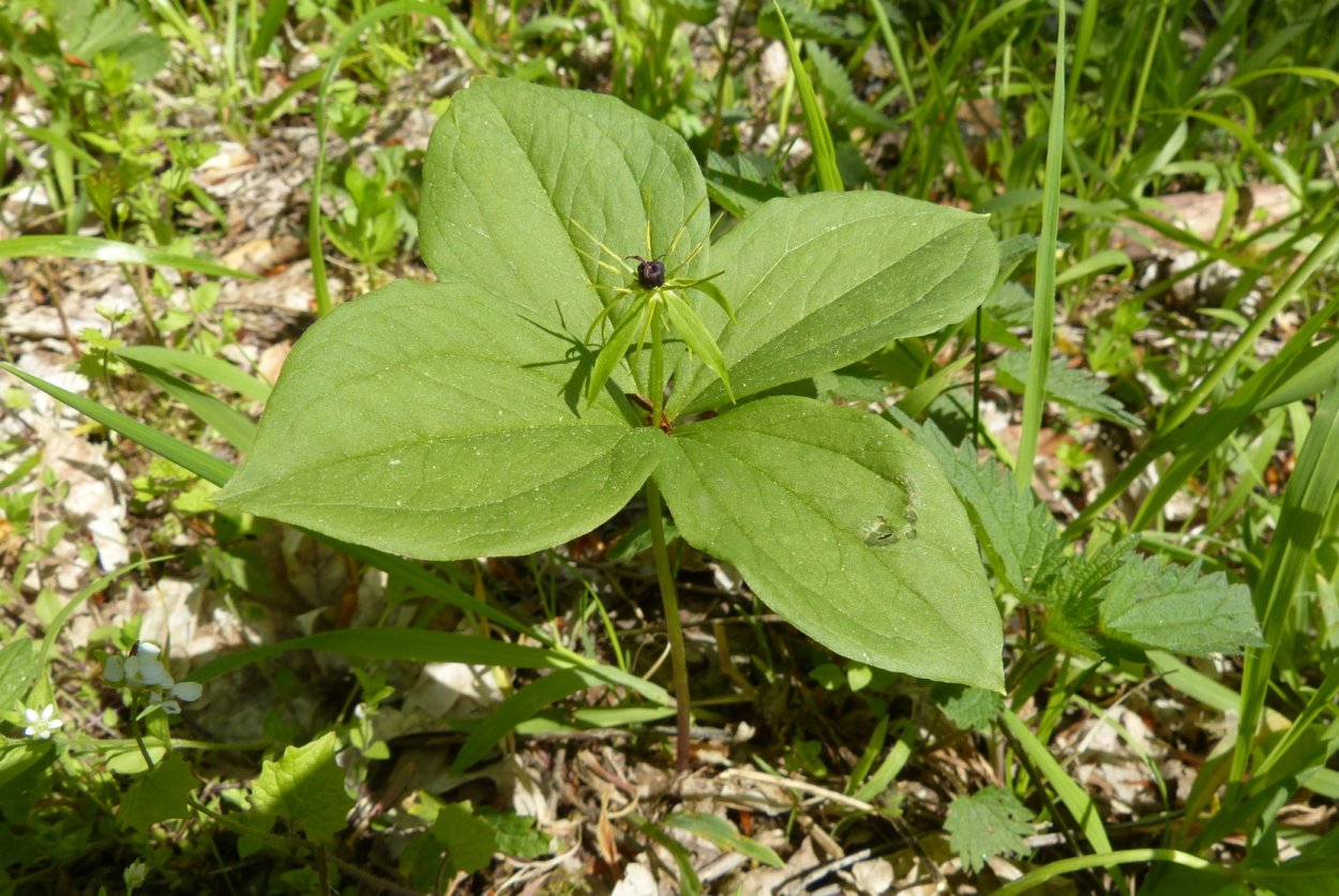 Марсилия квадрифолия