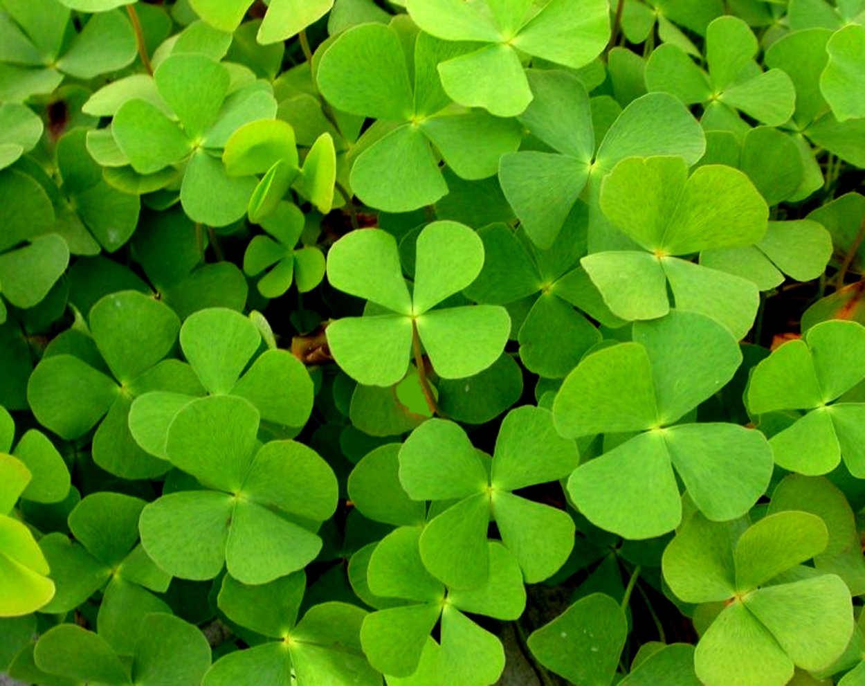 Вороний глаз четырехлистный Paris quadrifolia