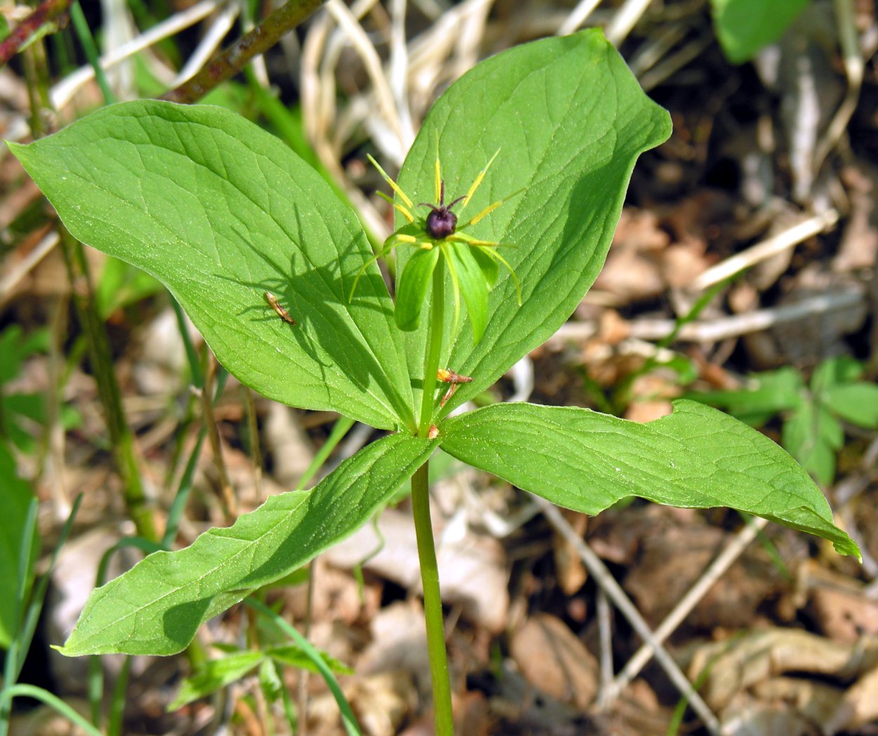 Рaris cvadrifolia; Вороний глаз