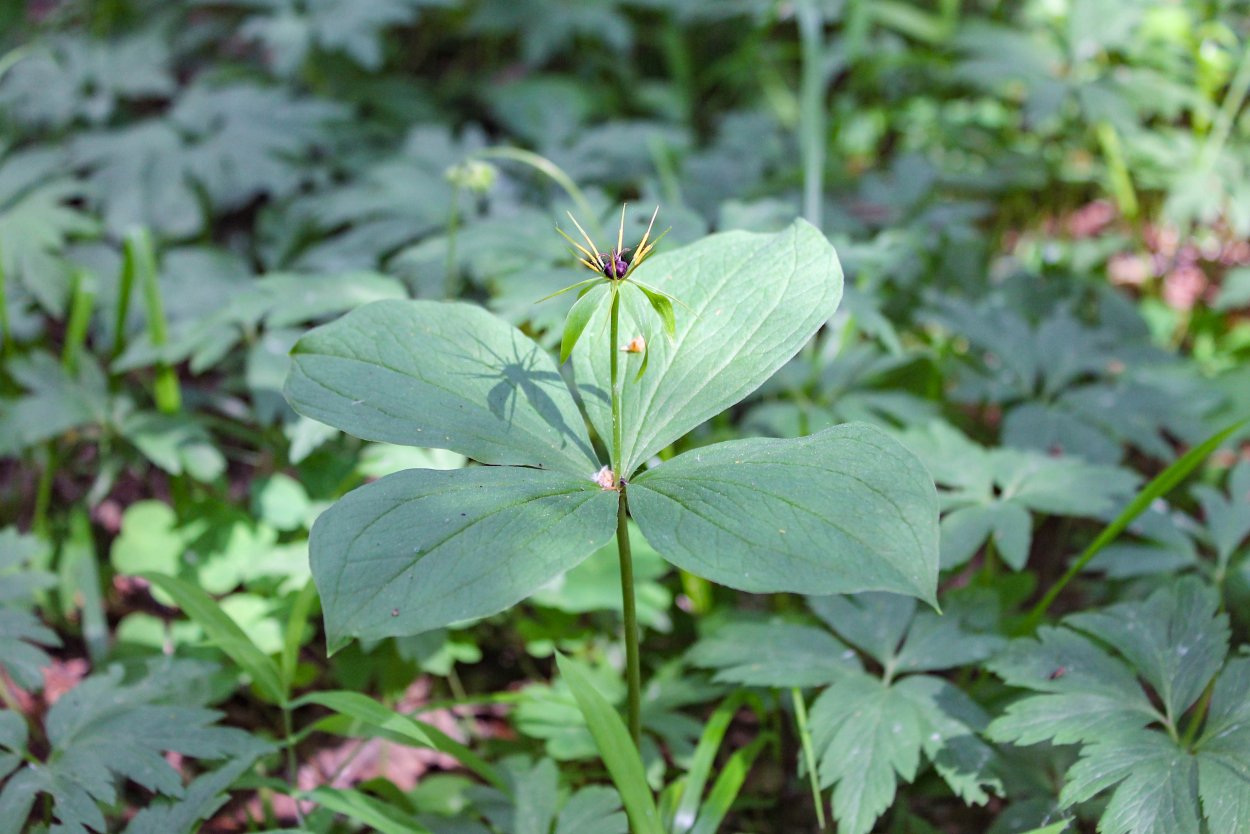 Марсилея Египетская — Marsilea aegyptiaca