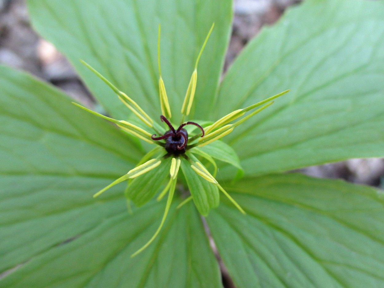 Марсилия папоротник