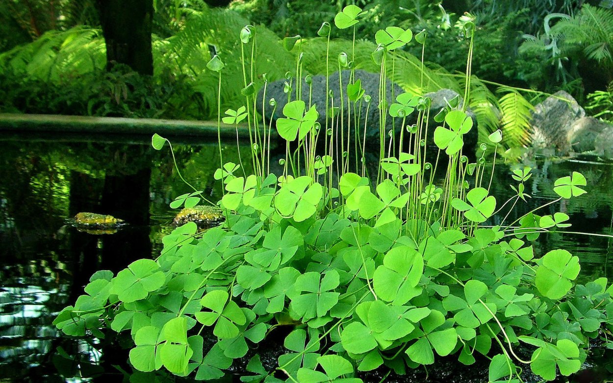 Вороний глаз четырёхлистный