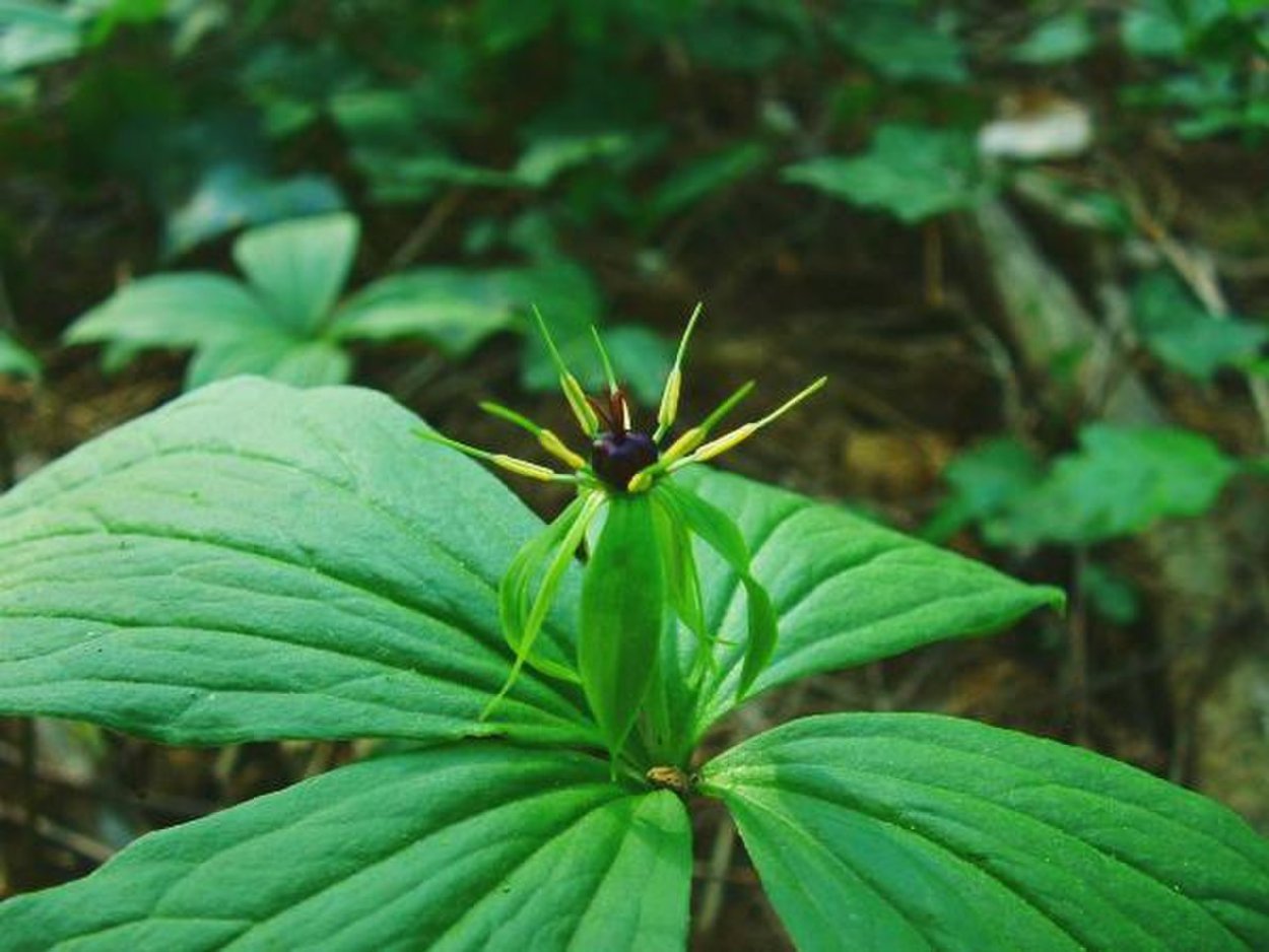 Марсилия Азорская