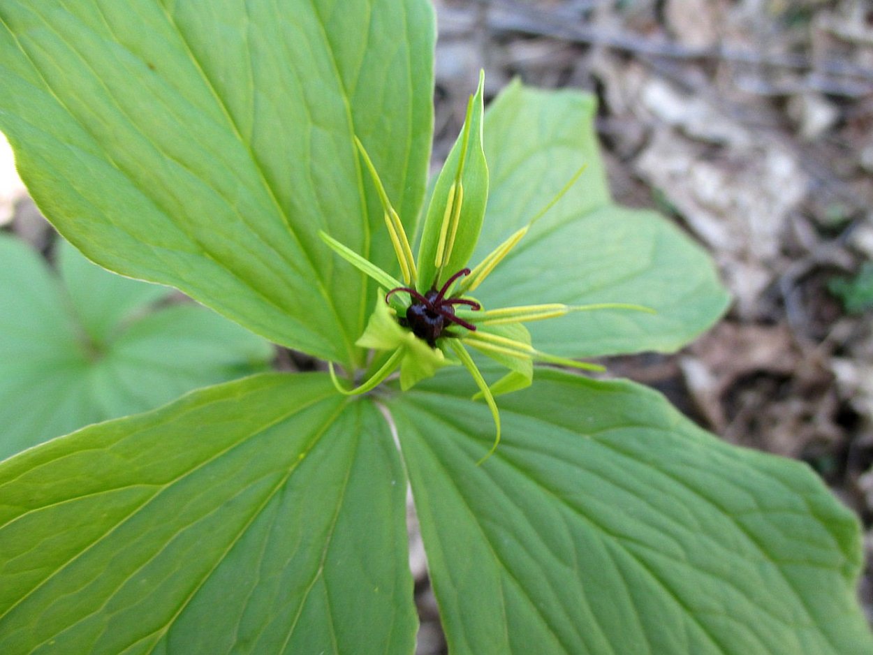 Вороний глаз цветок